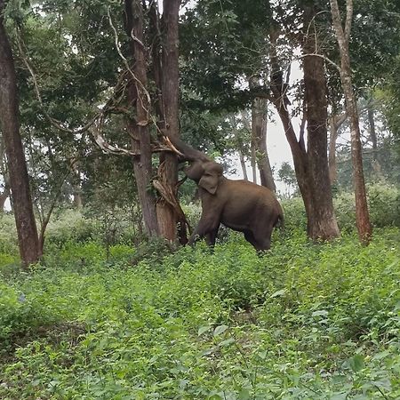 Kuruva Shoreline Wayanad Chegāt 외부 사진