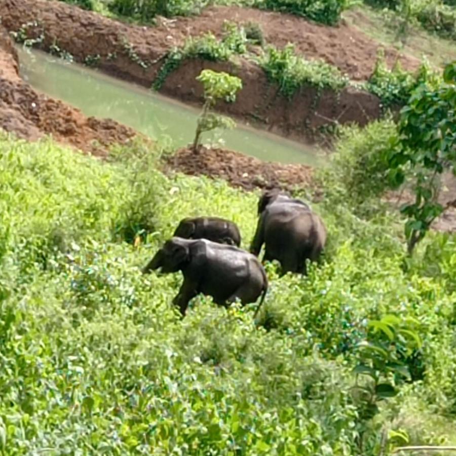 Kuruva Shoreline Wayanad Chegāt 외부 사진