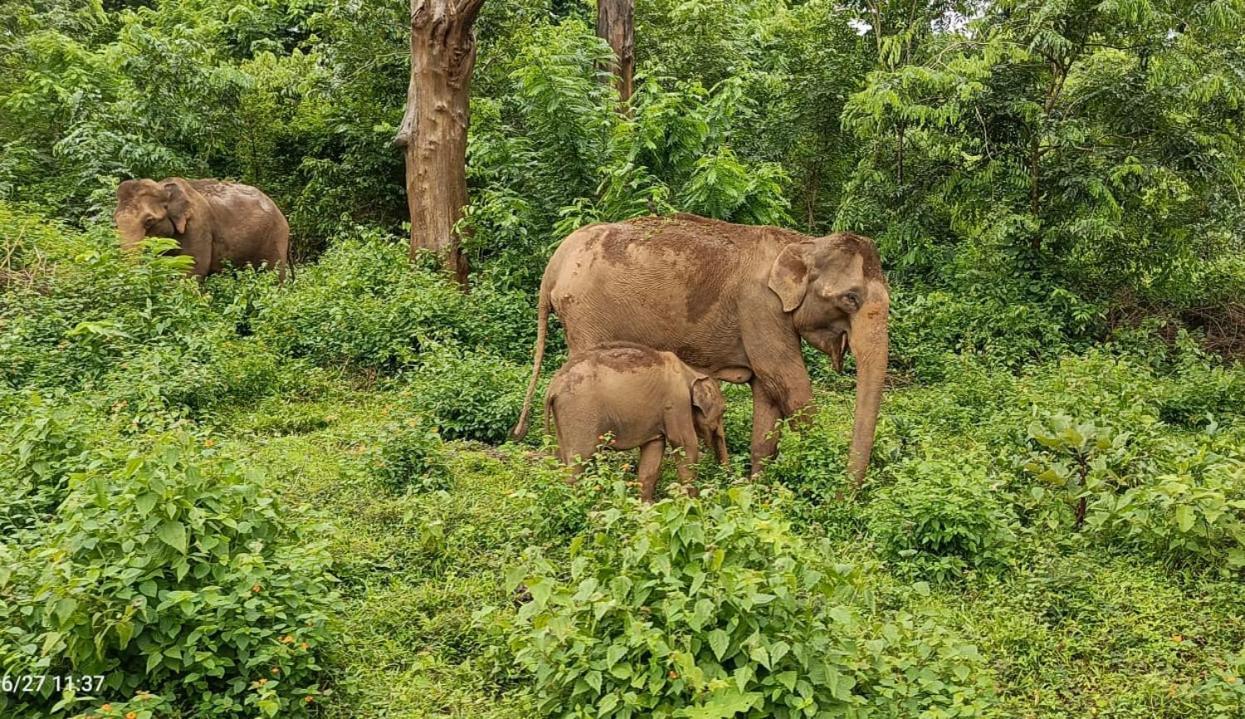 Kuruva Shoreline Wayanad Chegāt 외부 사진