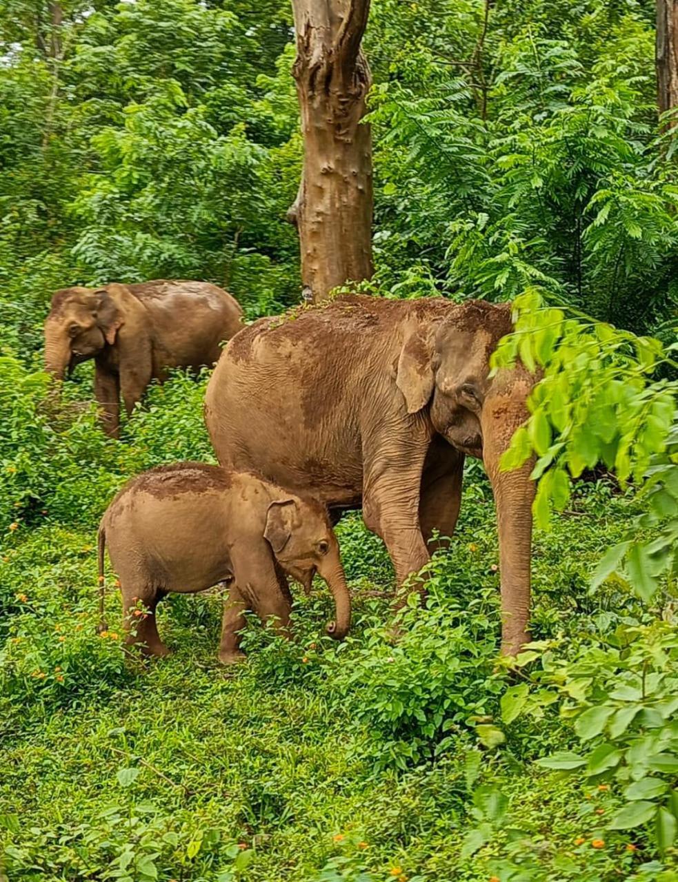 Kuruva Shoreline Wayanad Chegāt 외부 사진