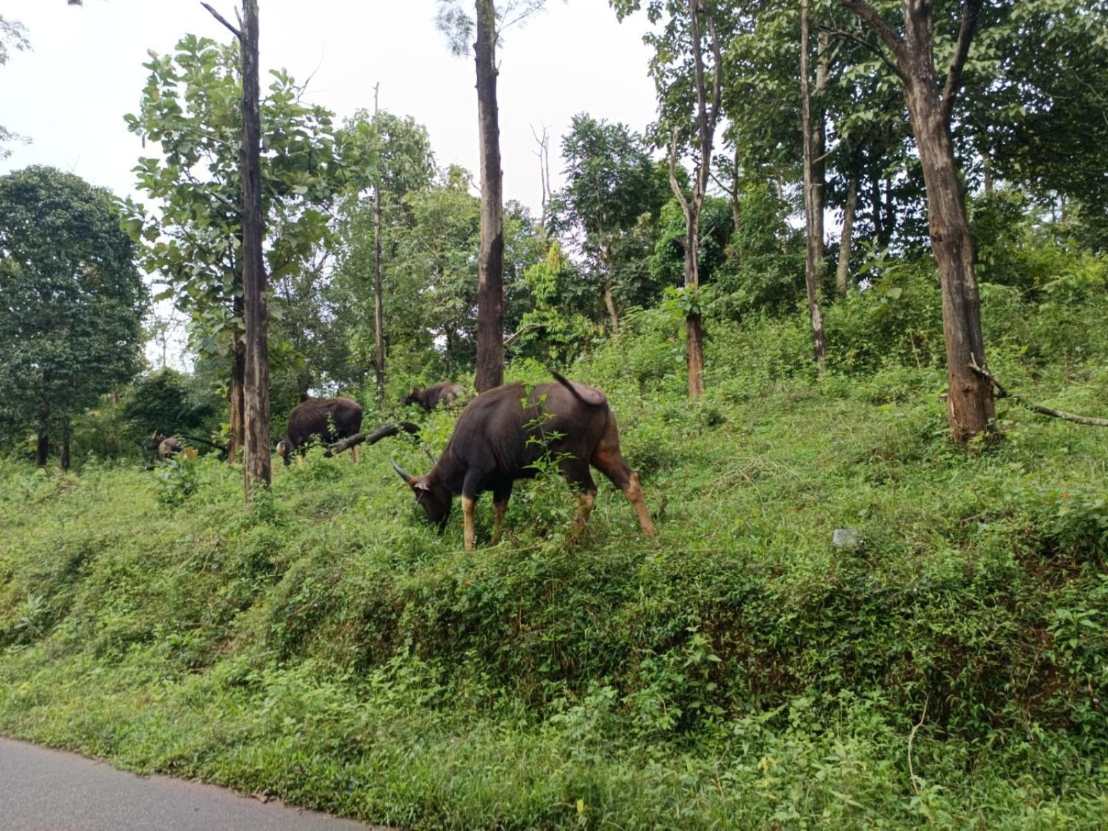 Kuruva Shoreline Wayanad Chegāt 외부 사진