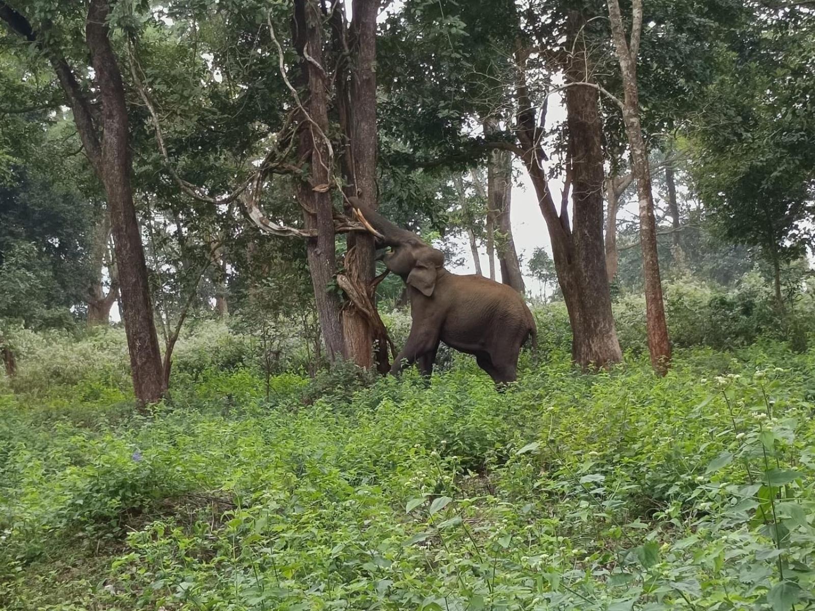 Kuruva Shoreline Wayanad Chegāt 외부 사진